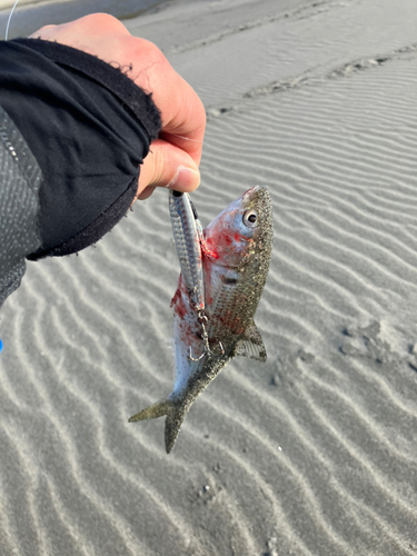 コノシロの釣果