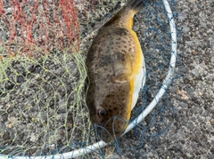 フグの釣果