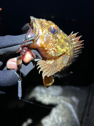 カサゴの釣果