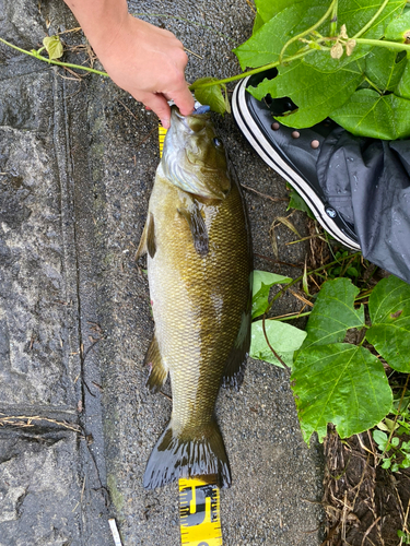 スモールマウスバスの釣果