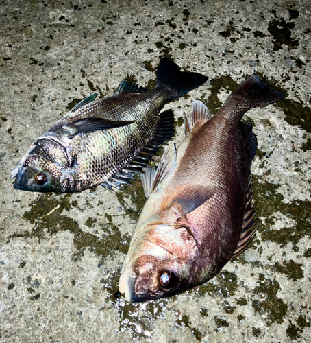 コショウダイの釣果