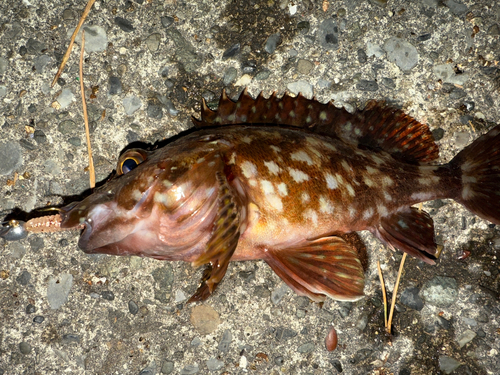 カサゴの釣果