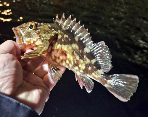 カサゴの釣果