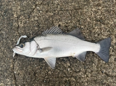 ヒラスズキの釣果