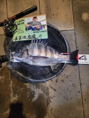 チヌの釣果