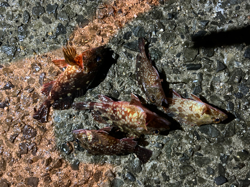 カサゴの釣果