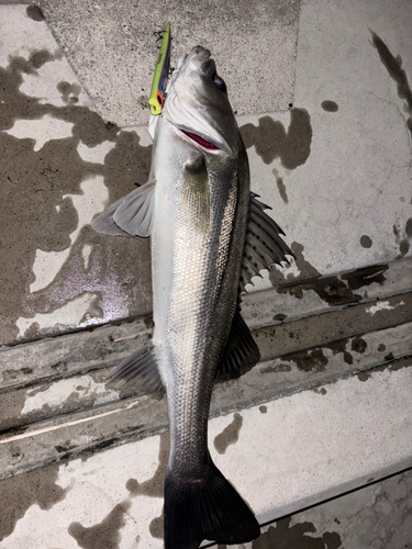 シーバスの釣果