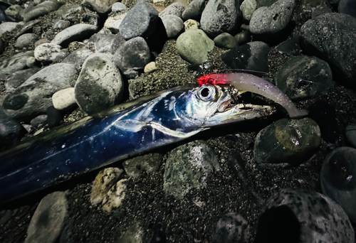 タチウオの釣果