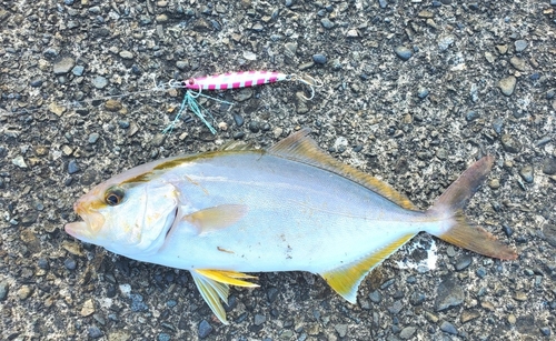 ショゴの釣果