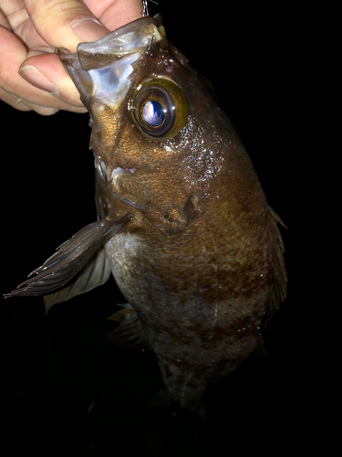 シロメバルの釣果