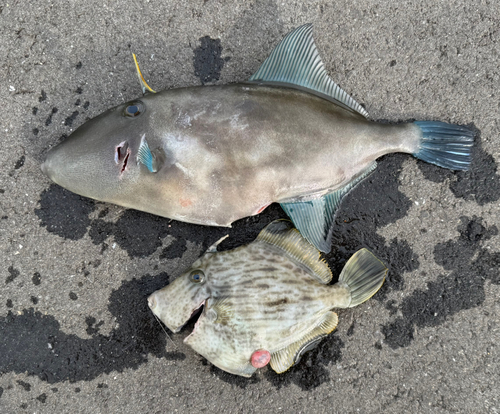 カワハギの釣果