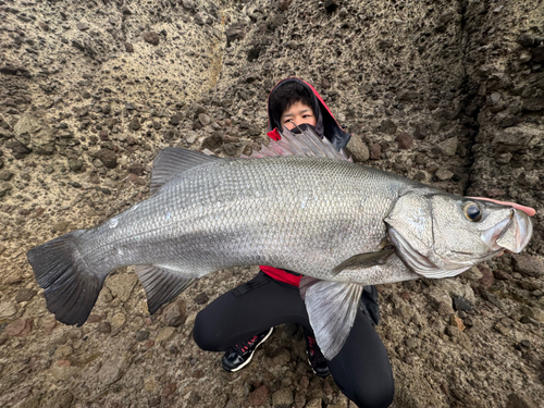 ヒラスズキの釣果