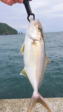 ショゴの釣果