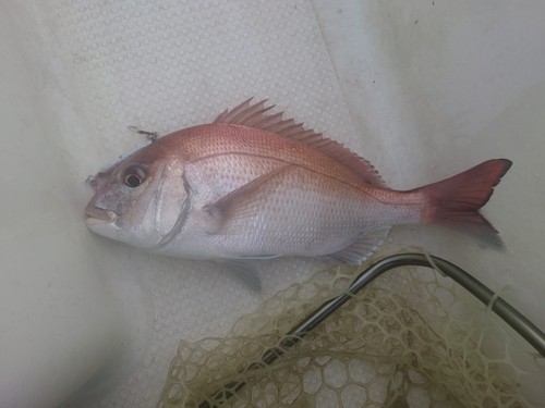 マダイの釣果