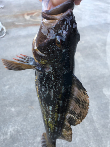 アイナメの釣果