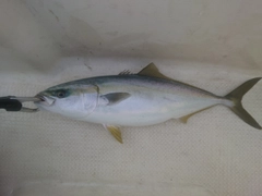 フクラギの釣果