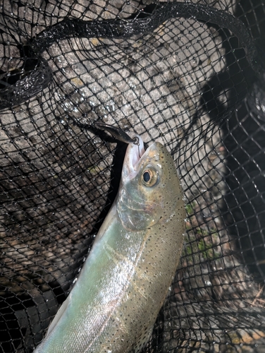 ニジマスの釣果