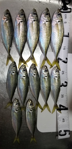 アジの釣果