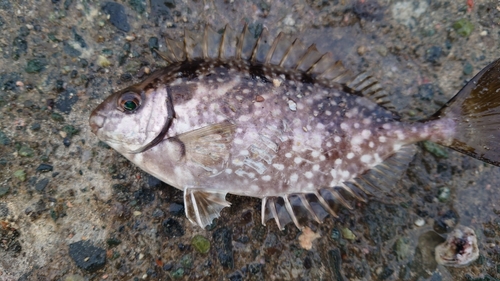 東伊豆