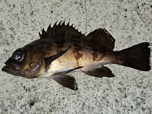 メバルの釣果