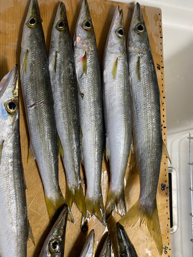 カマスの釣果