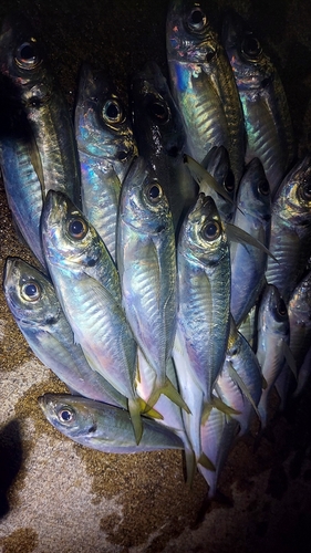 三陸海岸（宮城）