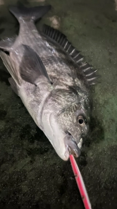 クロダイの釣果