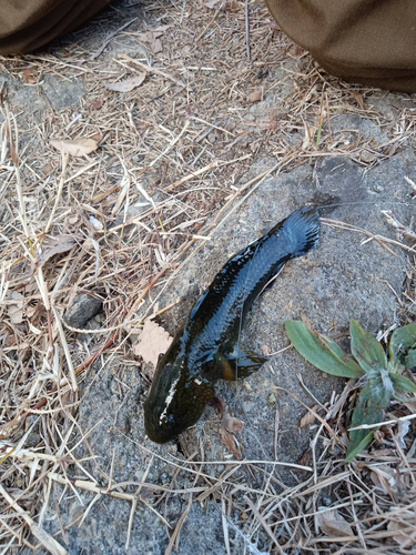 大井ふ頭中央海浜公園