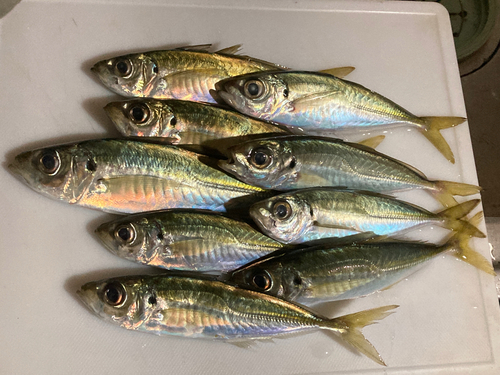 アジの釣果