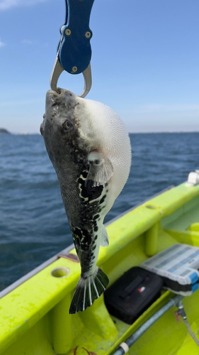 トラフグの釣果