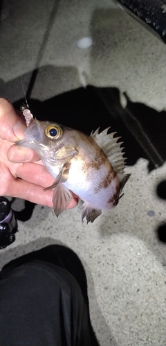 メバルの釣果