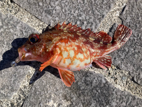 カサゴの釣果