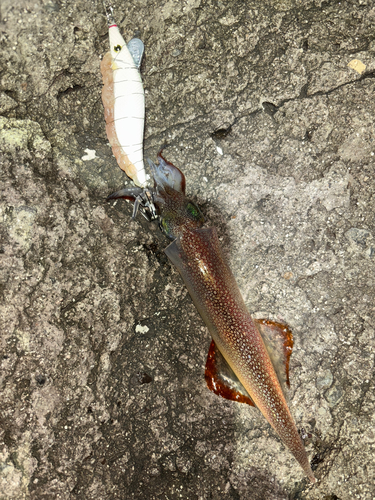 ヤリイカの釣果