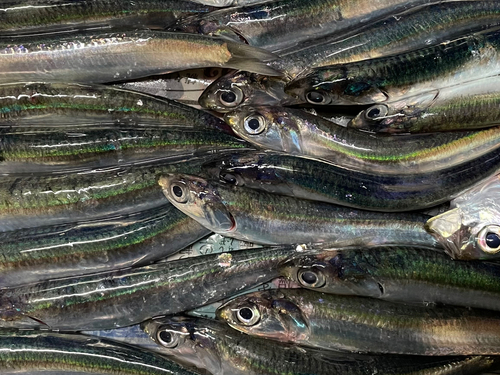 カタクチイワシの釣果