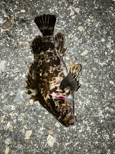 タケノコメバルの釣果