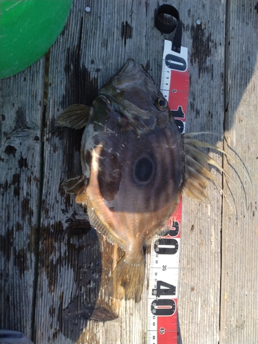 マトウダイの釣果