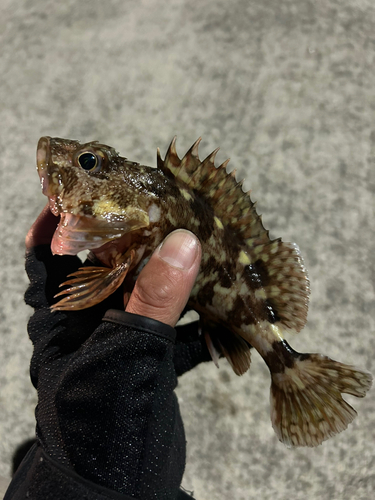 カサゴの釣果