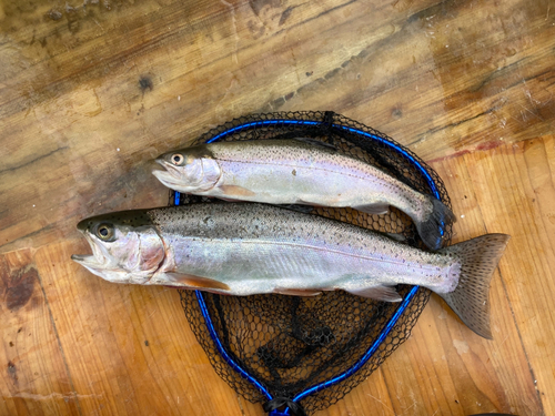 ニジマスの釣果