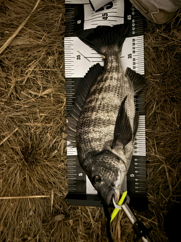 チヌの釣果