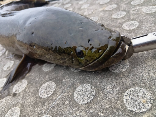 ライギョの釣果