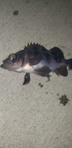 メバルの釣果