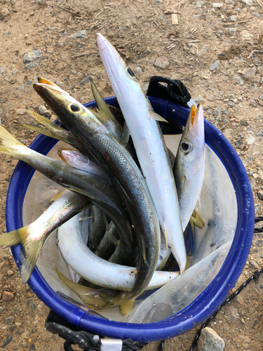 カマスの釣果