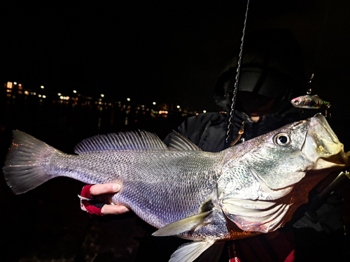 オオニベの釣果