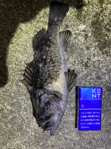 ソイの釣果