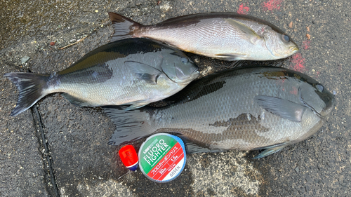 オナガグレの釣果