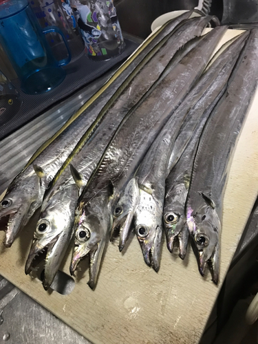 タチウオの釣果