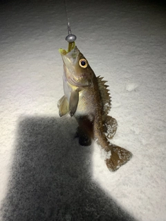 エゾメバルの釣果