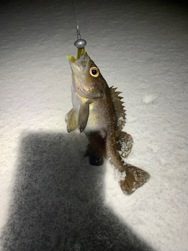 エゾメバルの釣果