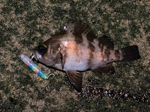 メバルの釣果