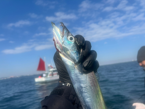 タチウオの釣果